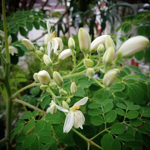 Organic Moringa Oleifera Extract