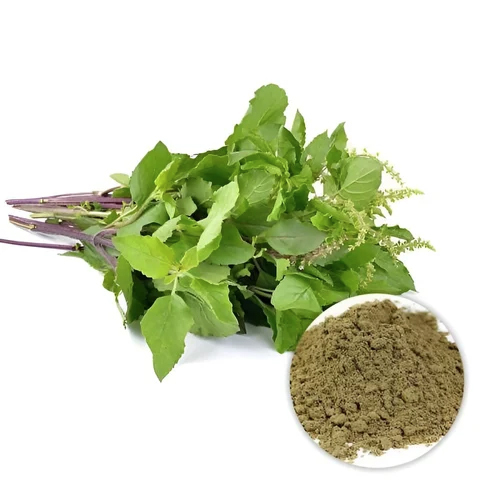 Organic Ocimum Sanctum Tulsi Extract - Grade: Medicine Grade