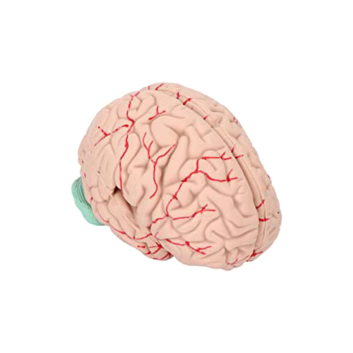 Human Brain Model