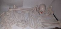 dis articulated skelton model