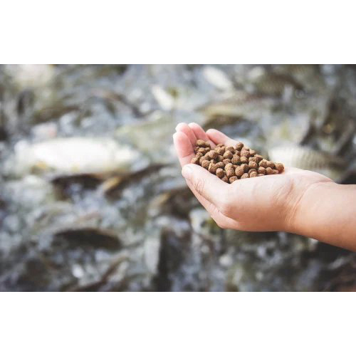 Rbi-101 Feed Grinder Machine - Capacity: 150kg Per Hr Kg/hr