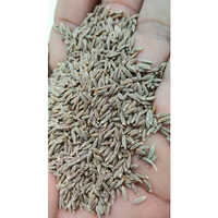 White Cumin Seeds