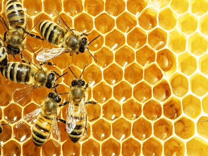 Honey And Sweeteners - Natural Honey, Glass Jar Packaging | 24-month Shelf Life, Food Grade Quality, 18% Moisture Content