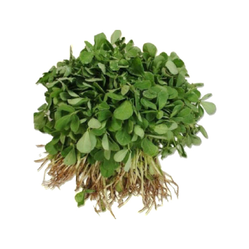 Methi Paste - Moisture (%): 93% Water