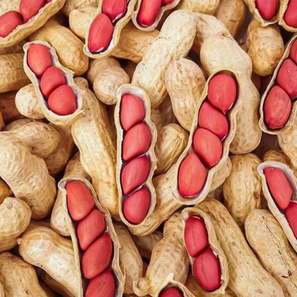 peanut exporters