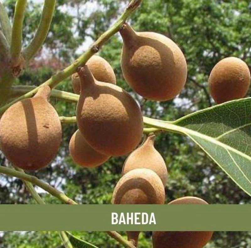 Belleric Myrobalan Extract - Color: Dark Brown