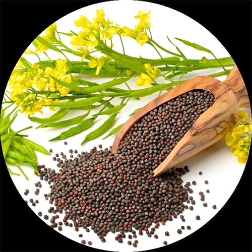 Mustard Seeds - Color: Brown
