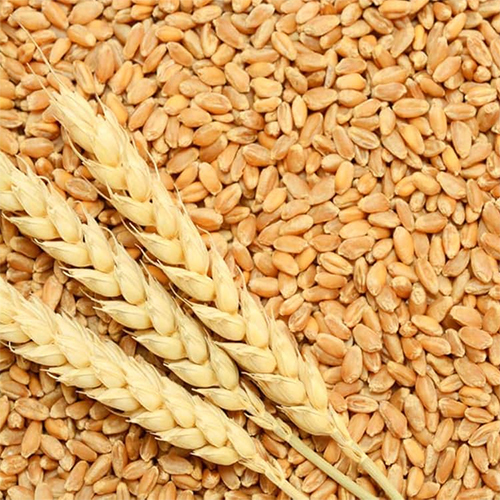 Fresh Whole Wheat - Color: Brown