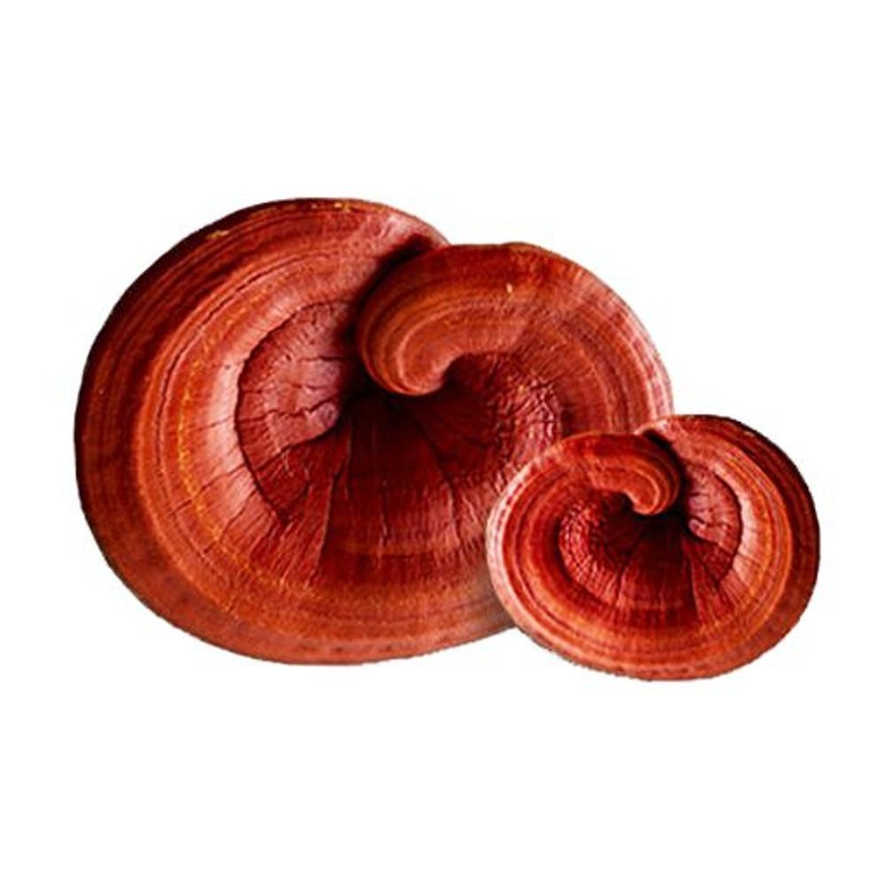 Ganoderma Extract Powder - Color: Red