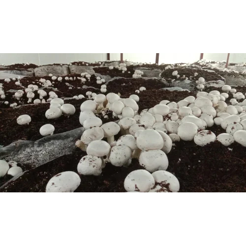 Mushroom Growing Chamber