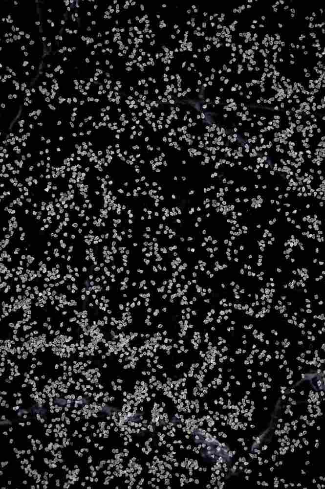 ASTM D1556 /D1156M DENSITY SAND
