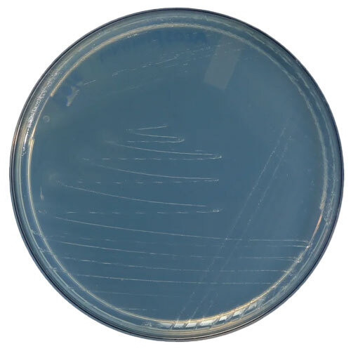 Azospirillum Liquid - Ash %: A   1%