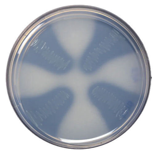 Bio Fertilizer Culture Liquid