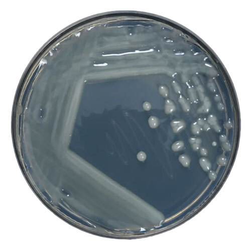 Azotobacter Bacteria - Ash %: A 1%