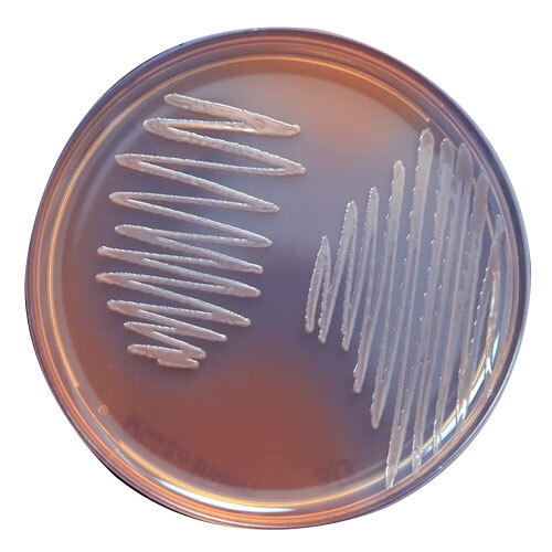 Rhizobium Liquid