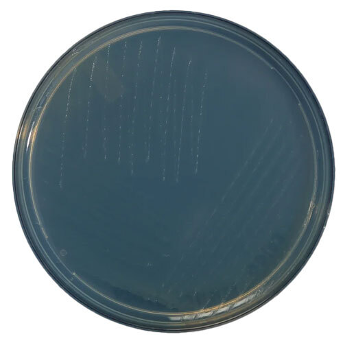 Acetobacter Liquid - Purity: 99%, pH Level: 6.0-7.0, Ash %: â¤ 1% | Agricultural Grade Fungicide in Liquid State