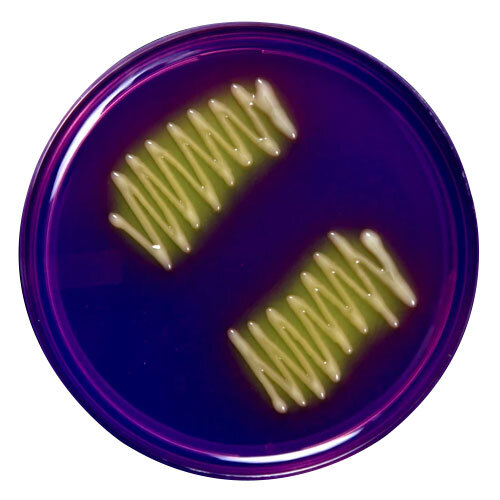 Phosphate Solubilizing Bacteria - Color: Blue