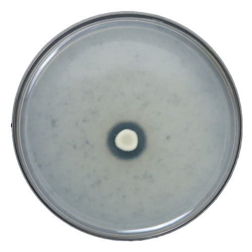 Bio Fertilizer Liquid