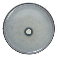 Zinc Solubilizing Bacteria - Color: White