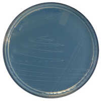 Azospirillum Liquid
