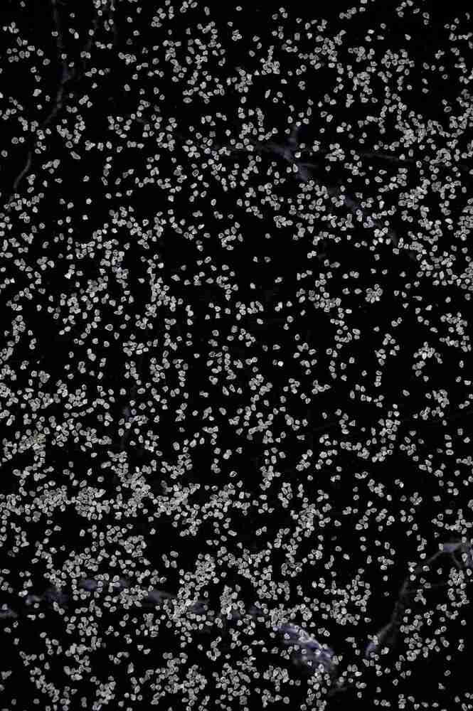 STANDARD SAND (GRADE-II)