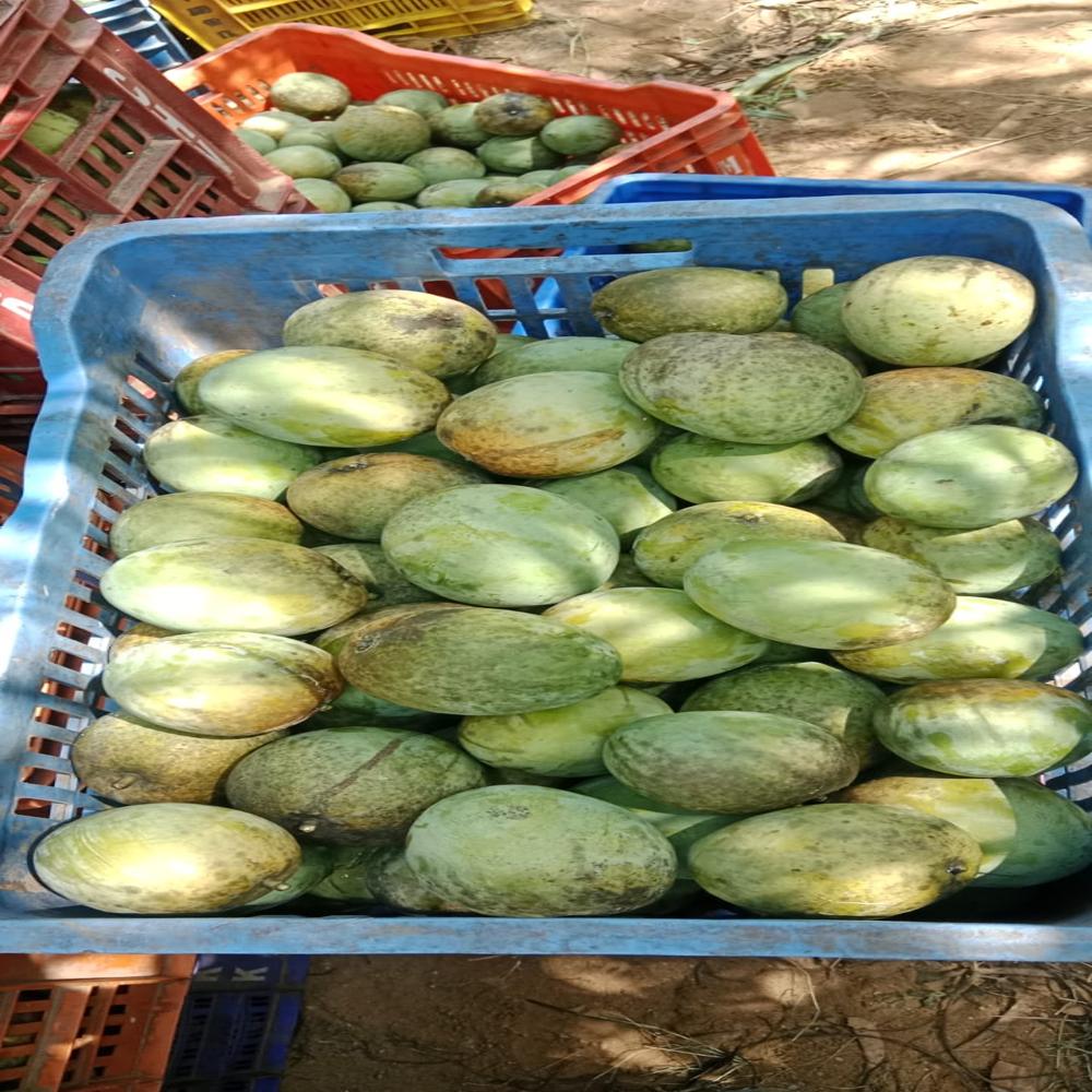 Fresh Mango