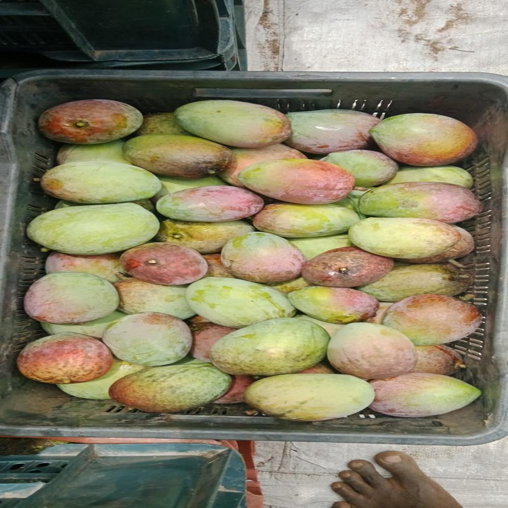 Fresh Mango