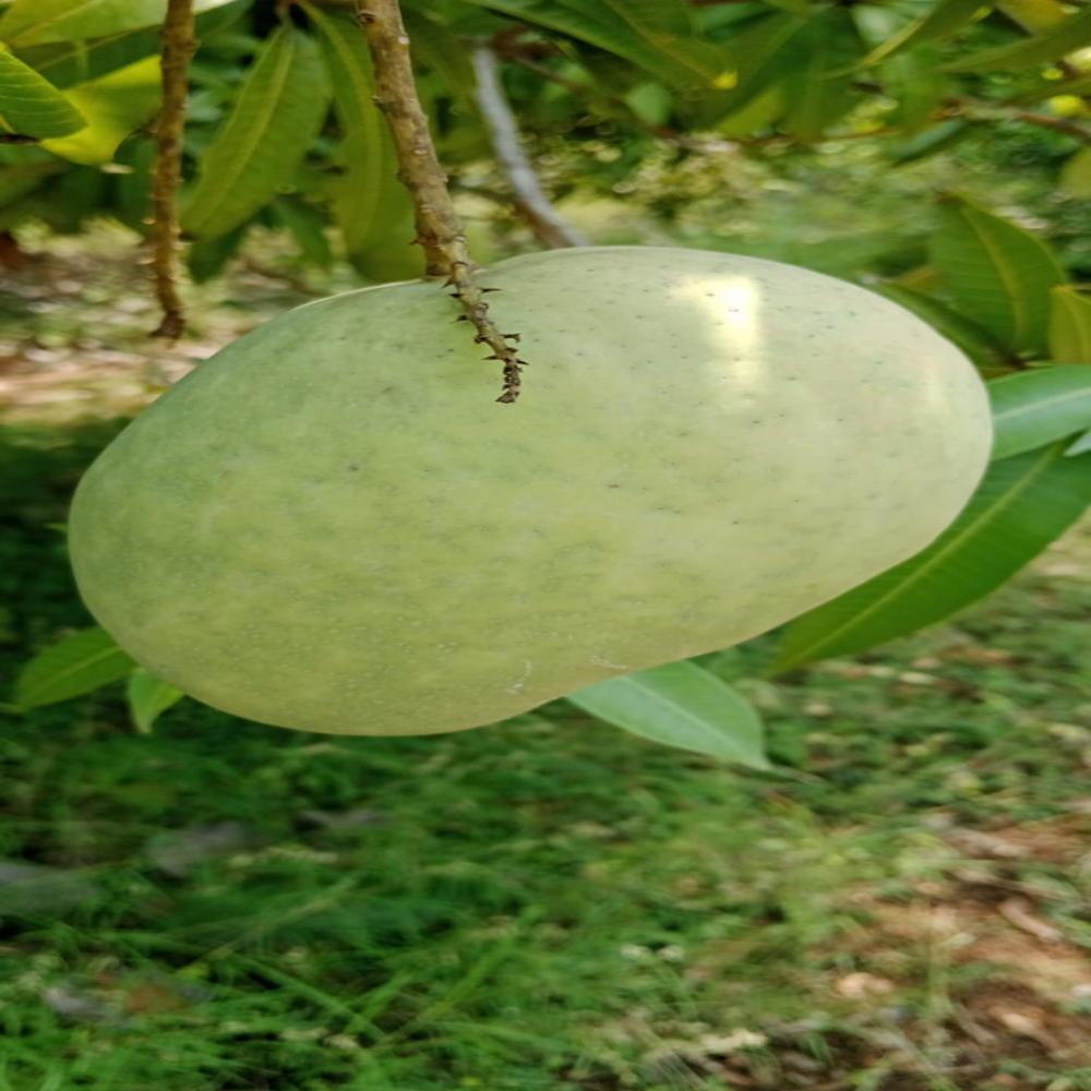 Fresh Mango