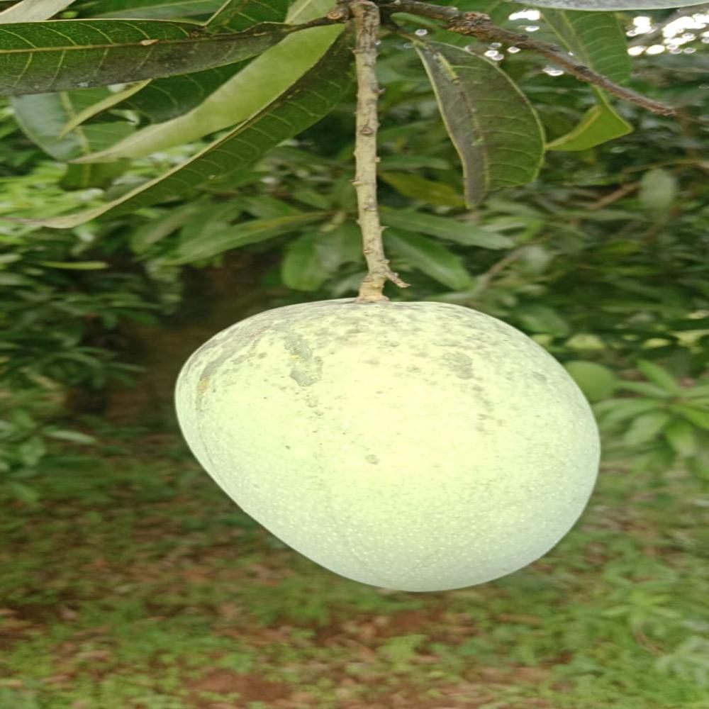 Fresh Mango
