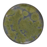 Trichoderma Viride