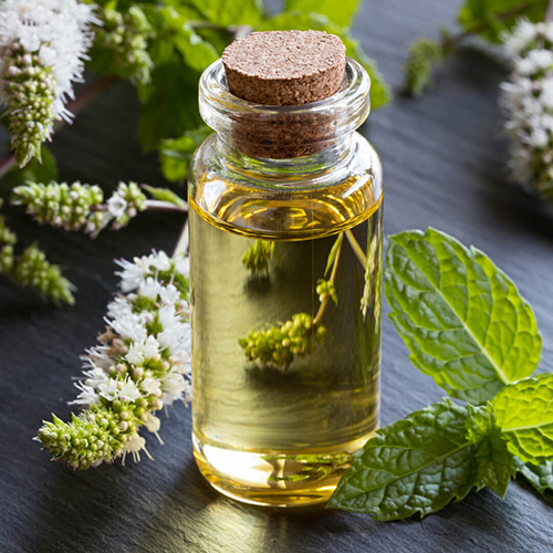 Peppermint Oil Aromatics - Age Group: Adults