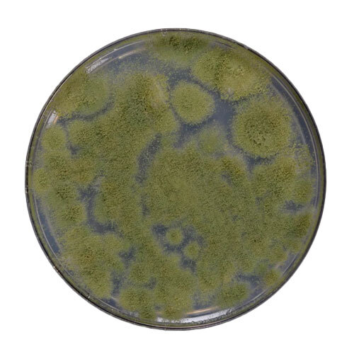 Trichoderma Viride - Grade: Agricultural Grade