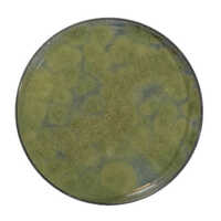 Trichoderma Harzianum Dextrose Carrier - Grade: Industrial Grade