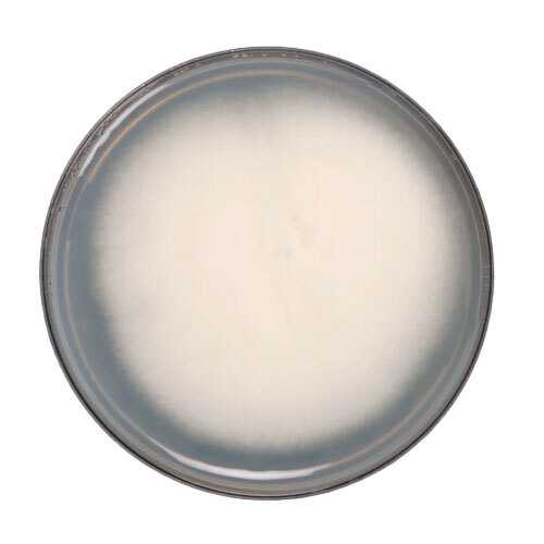 Beauveria Bassiana Dextrose Carrier - Cas No: 63428-82-0.