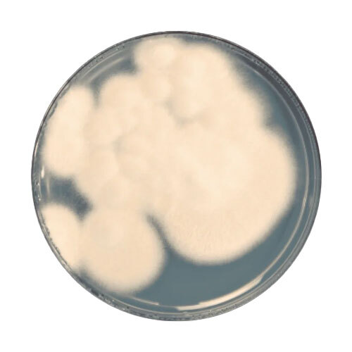 Paecilomyces Lilacinus Dextrose Carrier - Color: White