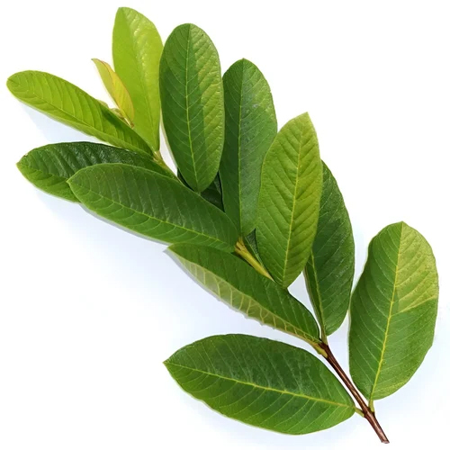 Organic Zinc (4%) From Guava Leaves - Ingredients: Herbs