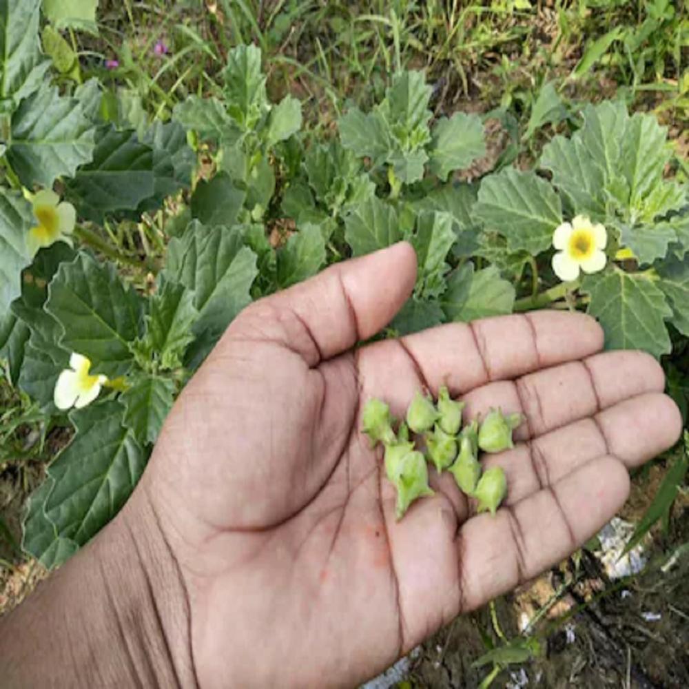 Gokhru Seed Powder