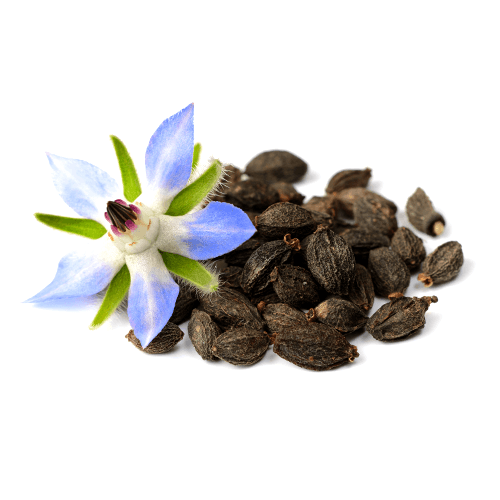 Borage Oil - Cas No: 84012-16-8