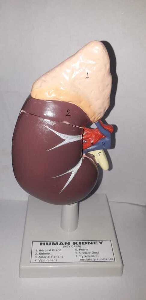 Human kidney model