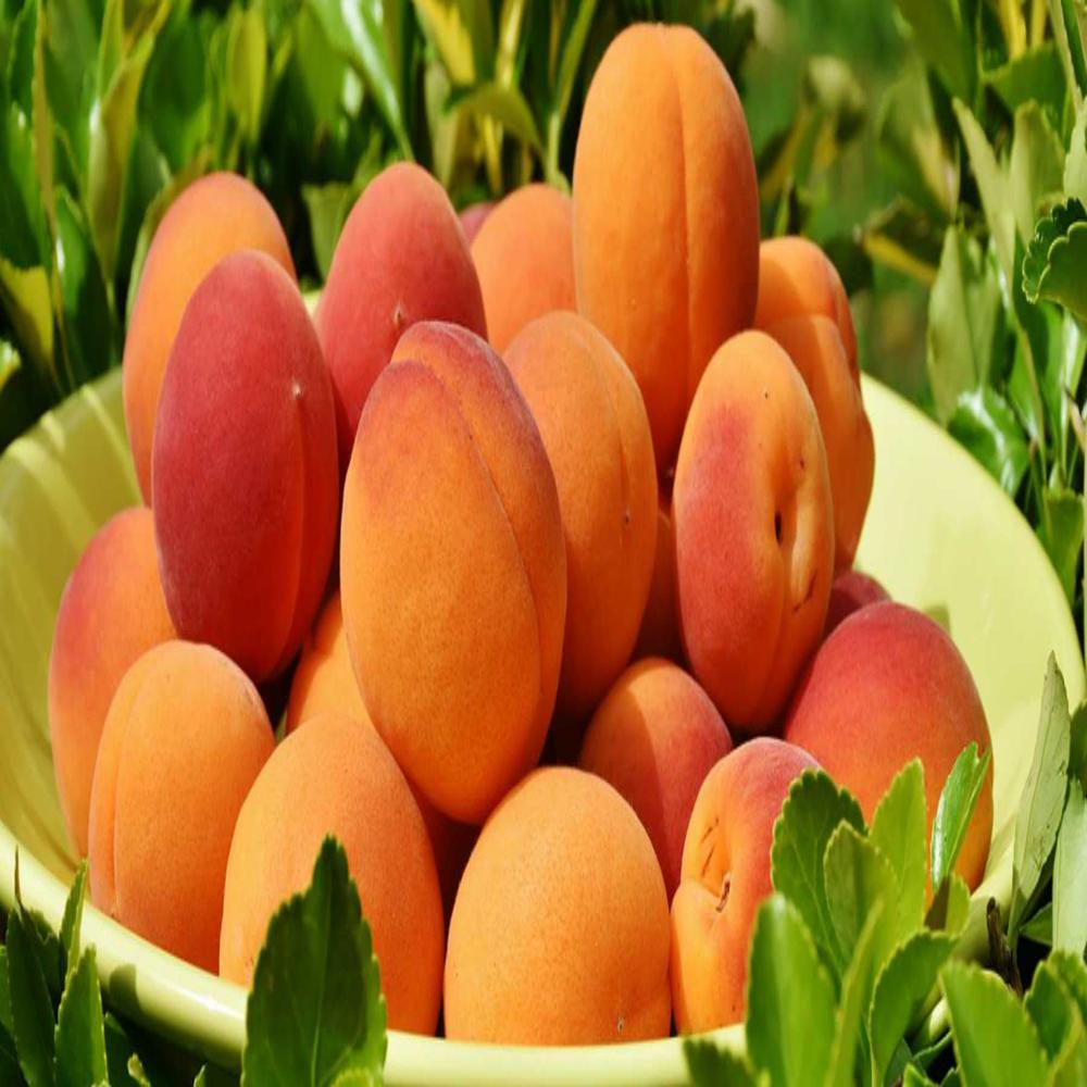 Apricot Oil