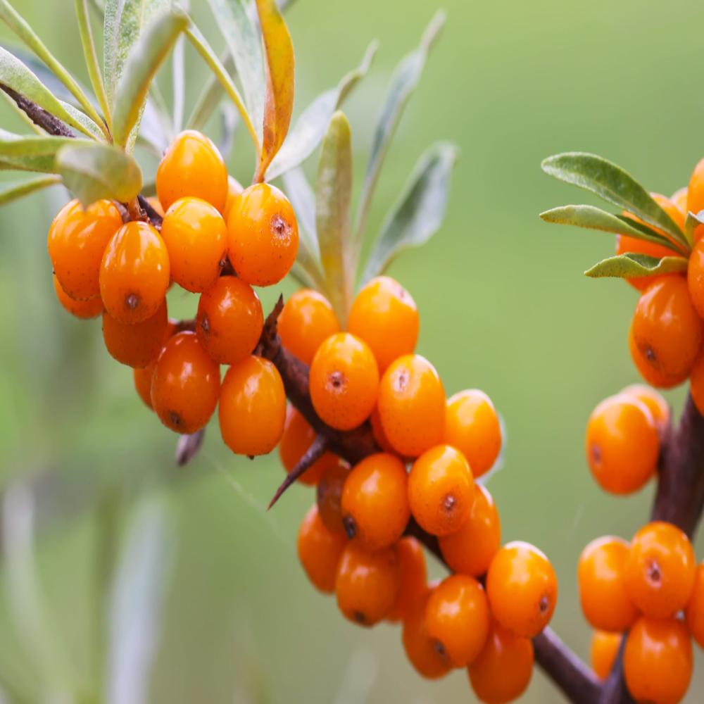 Sea Buckthorn Oil