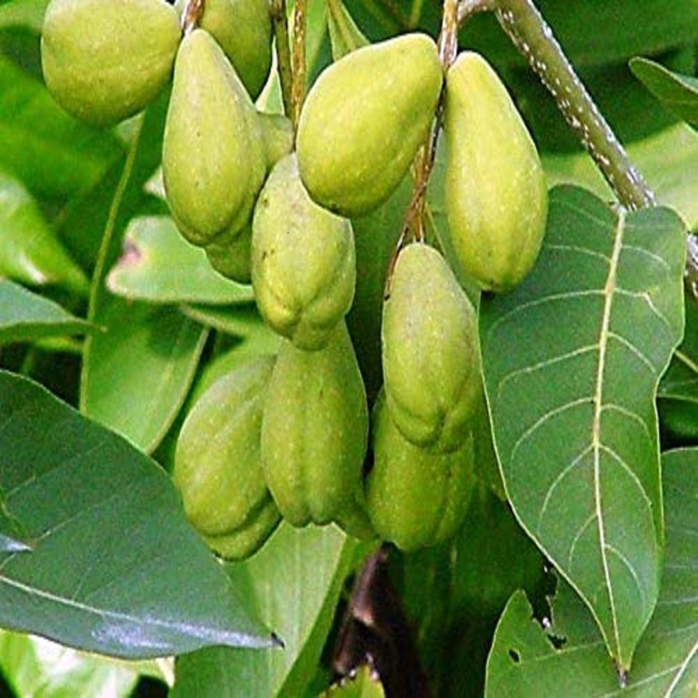 Harad Dry Extract
