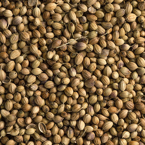 Coriander Seeds