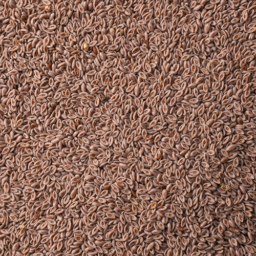 Psyllium Seeds