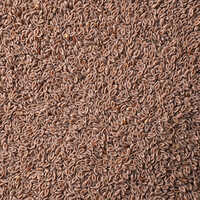 Psyllium Seeds
