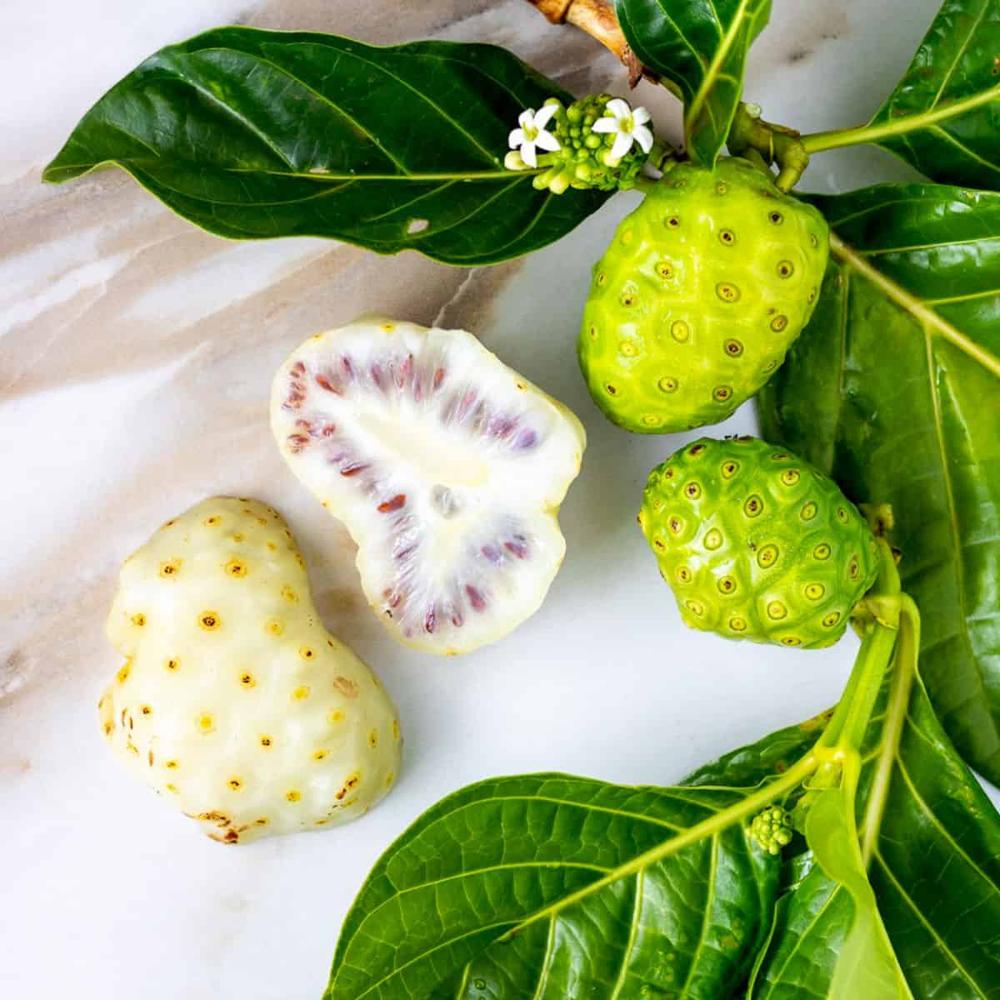 Morinda Citrifolia Extract - Color: Brown
