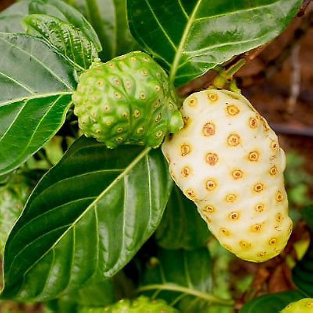 Morinda Citrifolia Extract - Color: Brown