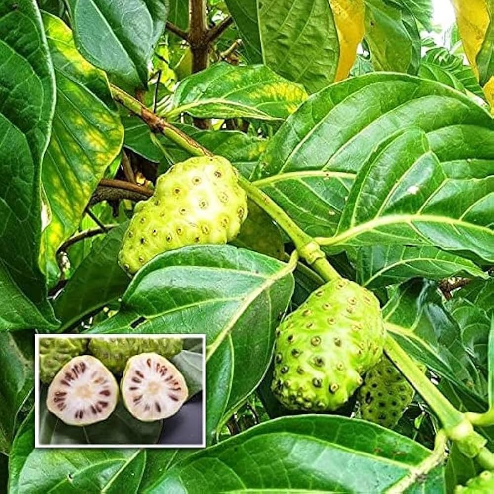 Morinda Citrifolia Extract - Color: Brown