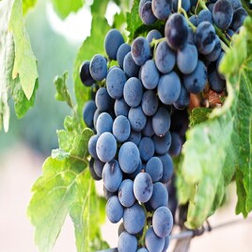 Fresh Grapes - Color: Black