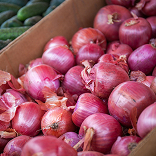 Fresh Onion - Moisture (%): 85% A 90%